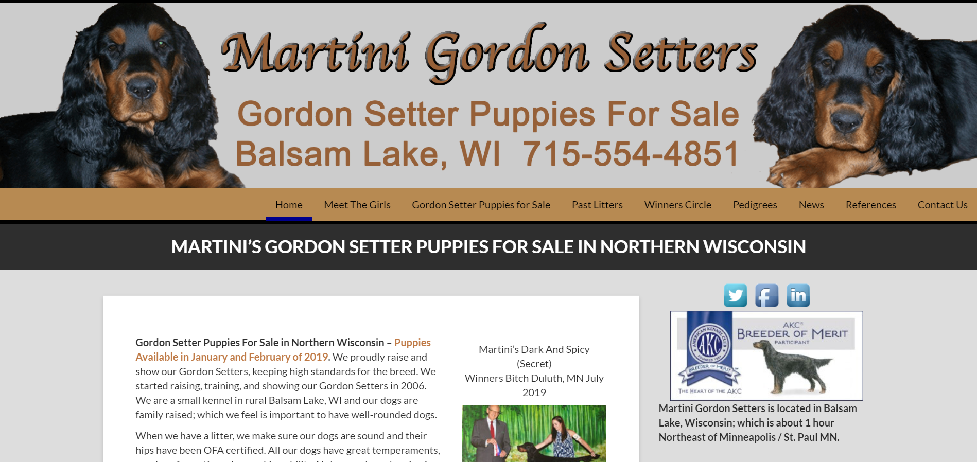 Gordon Setter Puppies For Sale